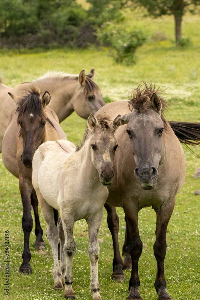 Semi wild horses (Tarpans) reintroduced in Bulgaria