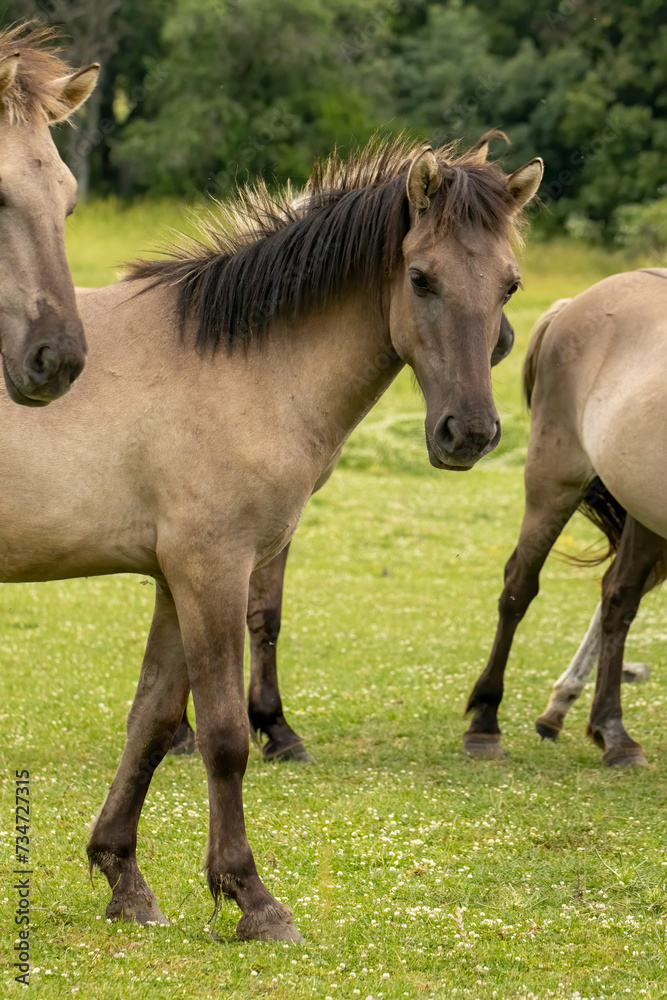 Semi wild horses (Tarpans) reintroduced in Bulgaria Semi wild horses (Tarpans) reintroduced in Bulgaria
