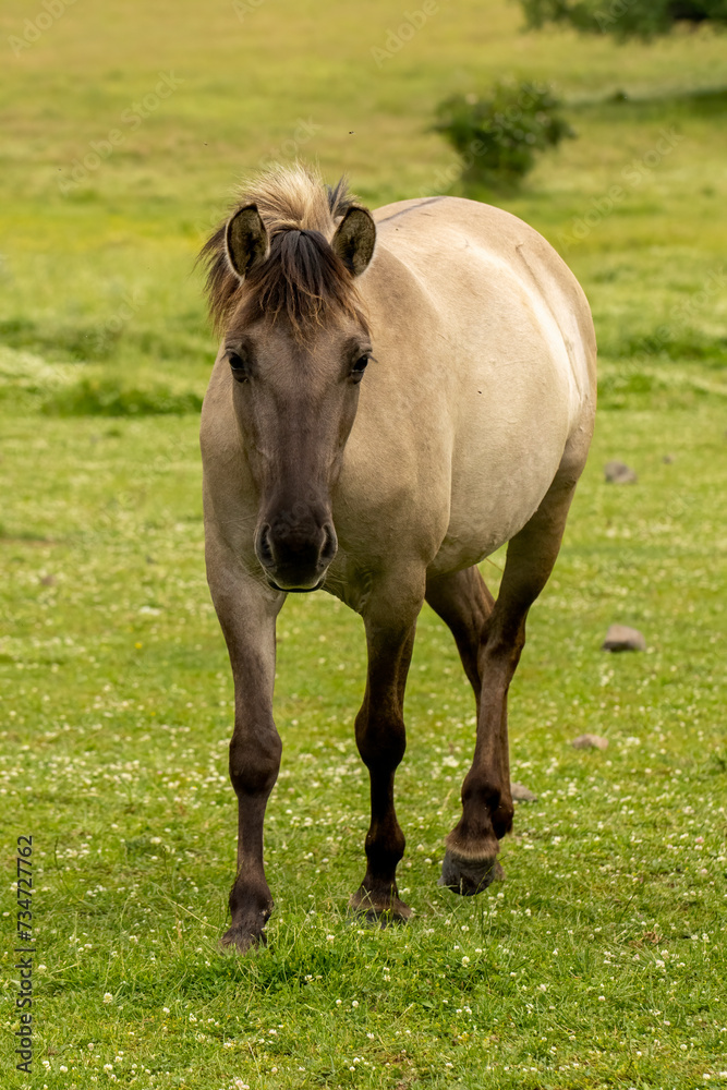 Semi wild horses (Tarpans) reintroduced in Bulgaria Semi wild horses (Tarpans) reintroduced in Bulgaria