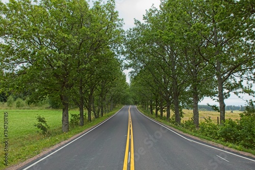 Summer landscape with trees beside straight asphalt road.