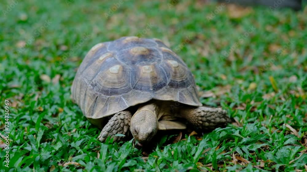 Sucata tortoise on the ground
Sucata tortoise on the ground