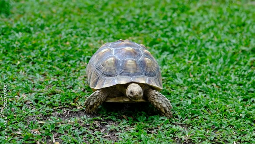 Sucata tortoise on the ground
Sucata tortoise on the ground