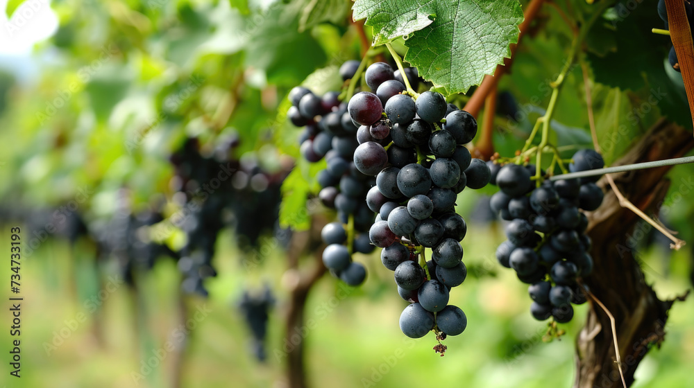 Cluster of ripe black grapes hanging from vine. Suitable for food and beverage-related designs