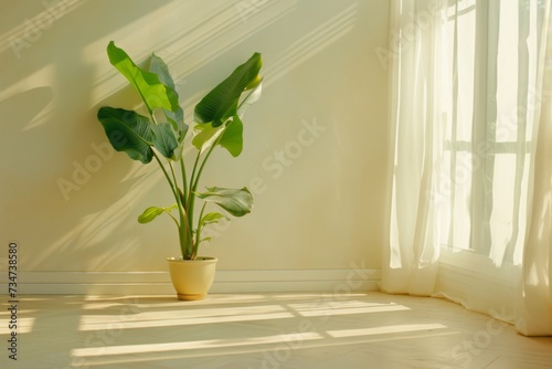 A lush Monstera Deliciosa plant with large  split leaves thrives in a woven basket on a wooden floor