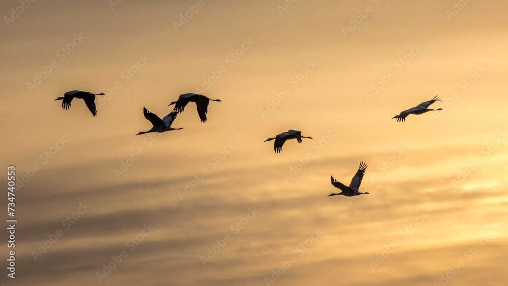 Obraz premium Common cranes pass through the morning sky in Provence during migration