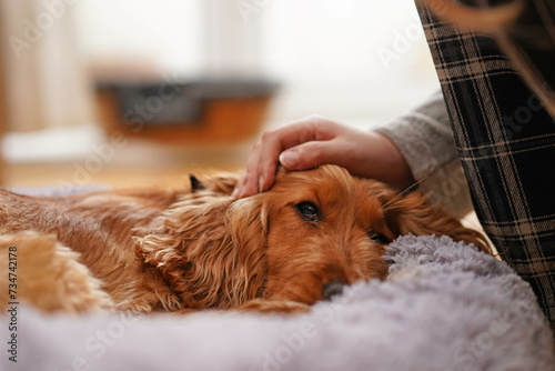 A girl strokes a sad dog. The dog is sick Spaniel dog