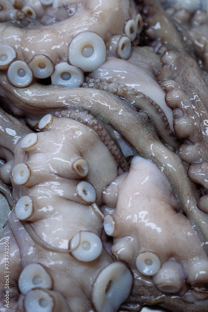 Obraz premium Close up on a octopus tentacles