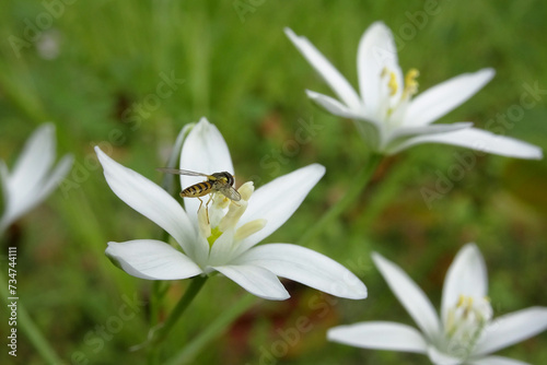 オオアマナ(Ornithogalum umbellatum)の花と蜂をクローズアップ photo