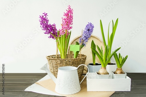 Spring multi-colored spring flowers hyacinths in a wicker flowerpot stand on the table, a bulbous plant in a box. Plant transplant concept, spring mood, front view