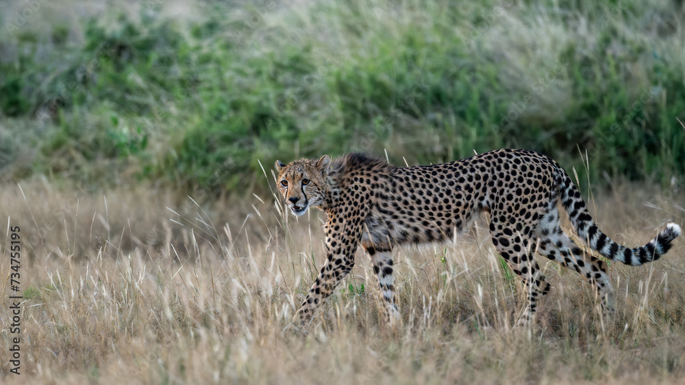 Fototapeta premium Wild cheetah in samburu national park, Kenya