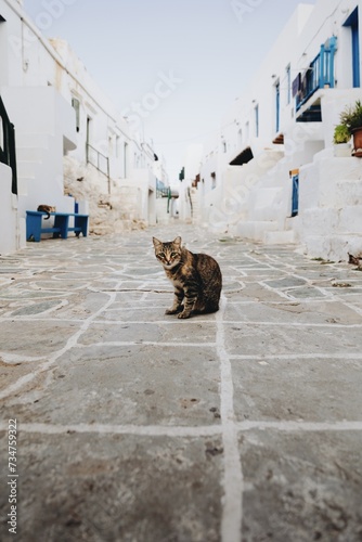greek cat in the middle of the street of Kastro, Folegandros, Cyclades, Greece © Nikos S.