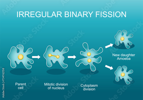 Irregular binary fission in amoeba. Asexual reproduction