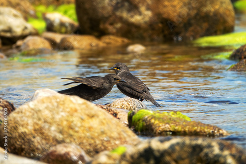 Example of acquisition by trial and error (cut and try). Young inexperienced starlings try to drink salt water and bathe in sea. They spit out water and unsuccessfully clean salty feathers. Series photo