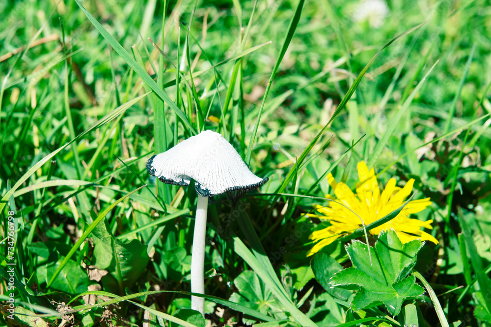 Pediophytium, white coprinus (Coprinus) on old pasture, mountain pasture of North Caucasum Pediophytium, white coprinus (Coprinus) on old pasture, mountain pasture of North Caucasum