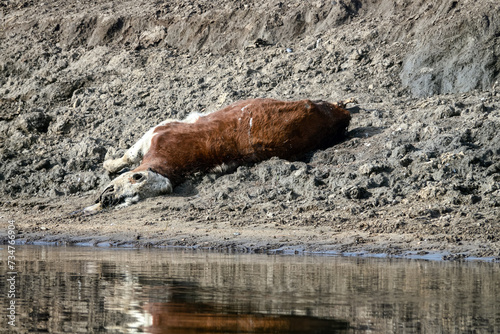 Livestock deaths, loss of cattle. A young bull or cow died on the riverbank photo