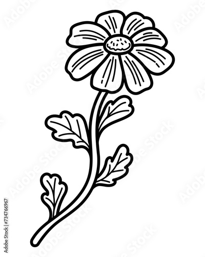 Coloring book chamomile sketch. Blooming flower. Hand drawn vector illustration.