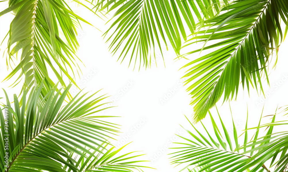 palm leaves on white