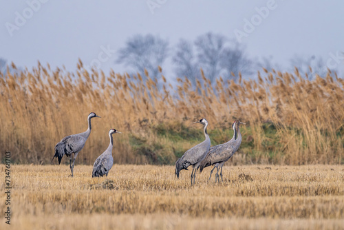 Sandhill cranes feeding in a field in the Camargue before the northward migration