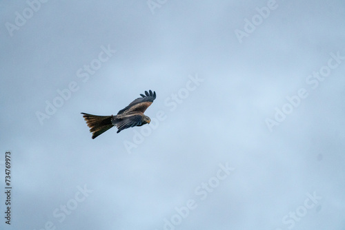 flying shot of a red kite