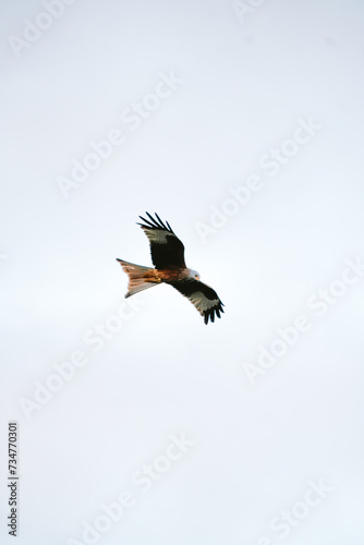 flying shot of a red kite in the sky