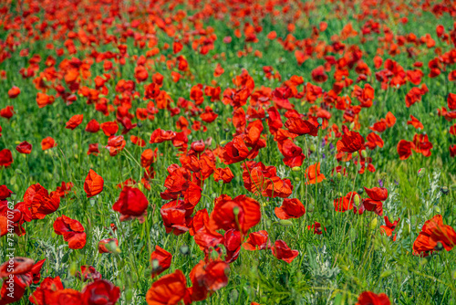 Red field of blooming poppies