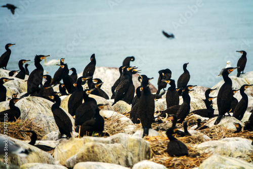 Colony of southern cormorant (Phalacrocorax carbo sinensis) on islands of Gulf of Finland, Baltic Sea. Colony is located on granite boulder ludas. Most pandemonium nestlings are more than month old