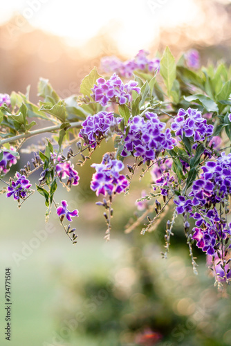 lavender flowers in sun