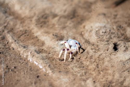 Crab at beach in sand