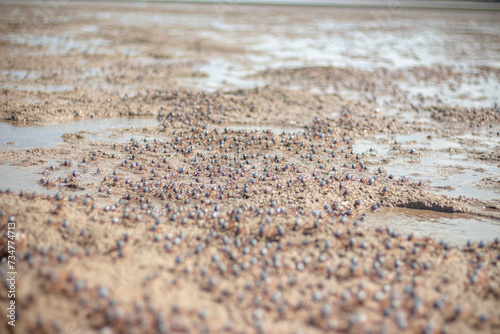 Crabs at Beach