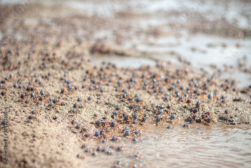 Crabs on Sand
