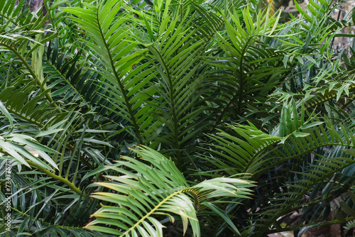 decorative cycads make up the garden  showing their bright  beautiful green color.