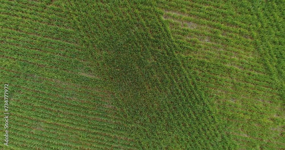 Aerial view. Agriculture field. Grown small wheat crops with stripes from seeders from height of drone Aerial view. Agriculture field. Grown small wheat crops with stripes from seeders from height of drone
