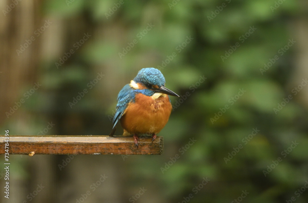 Martin-pêcheur d'Europe (Alcedo atthis) Martin-pêcheur d'Europe (Alcedo atthis)