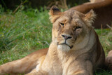 Lioness resting on grass in a zoo enclosure