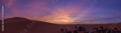 Group of camels resting in the vast desert landscape at sunset