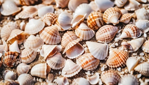 Seashells on a sandy beach macro close-up