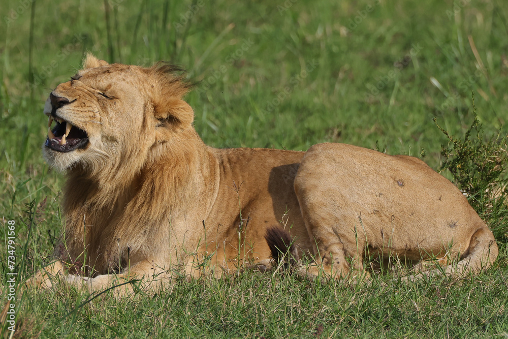 yawning young male lion in the green grass of Maasai Mara NP yawning young male lion in the green grass of Maasai Mara NP