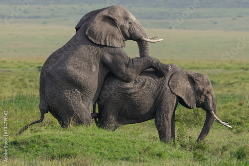 Photography two mating african elephants in the savannah of Maasai Mara NP