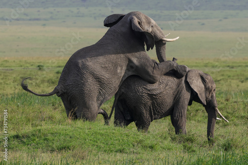 Photography two mating african elephants in the savannah of Maasai Mara NP