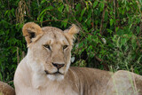 lioness in the Maasai Mara NP