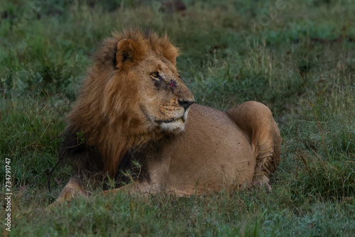 a big male lion lies in the dew-covered grass in Maasai Mara NP