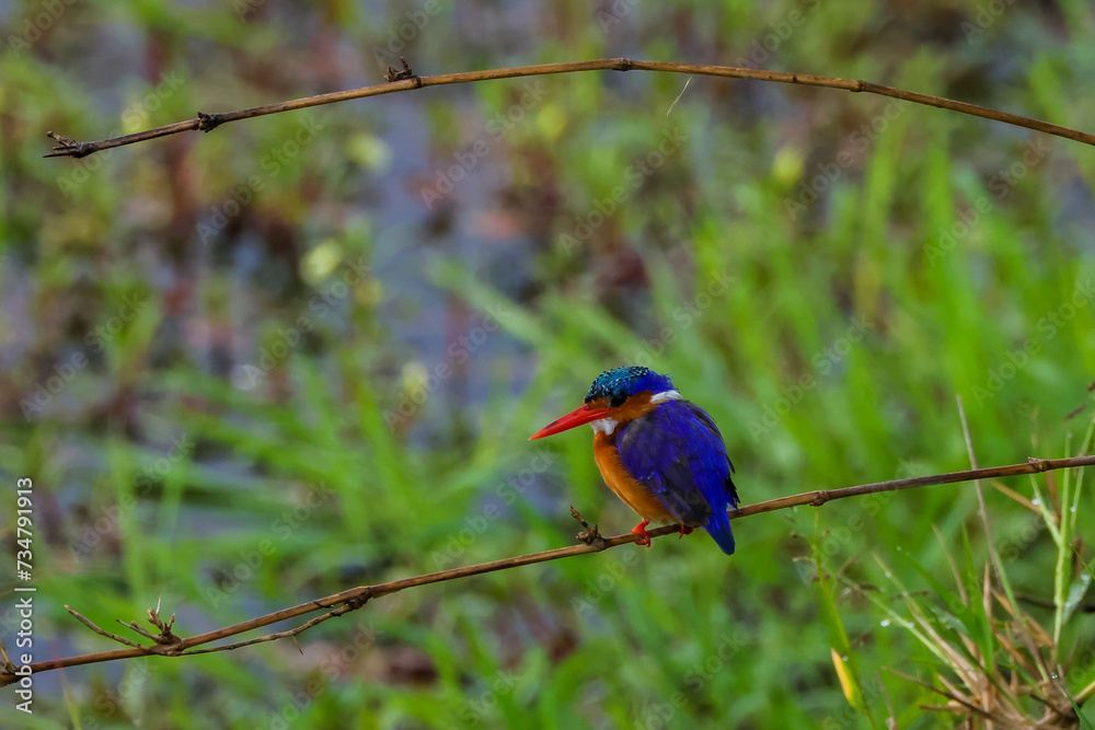 Fototapeta premium a female kingfisher sits on a twig in Maasai Mara nationalpark