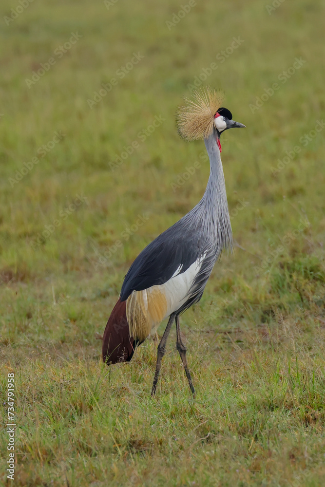 Obraz premium grey crowned crane in the savannah of Africa