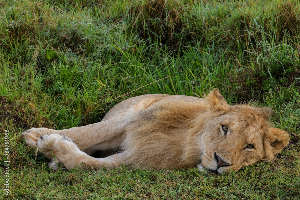 young male lion relaxes in the green grass of Maasai Mara NP young male lion relaxes in the green grass of Maasai Mara NP