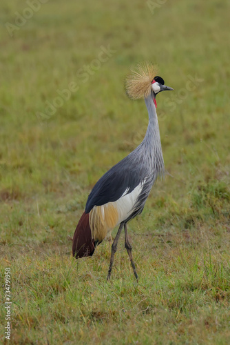 grey crowned crane in the savannah of Africa