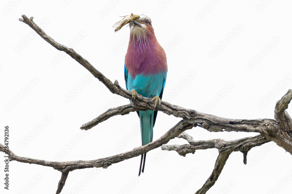 Fototapeta premium a lilac breasted roller with a grasshopper in its beak