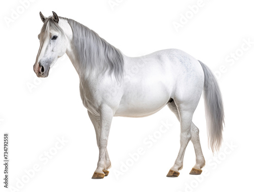 a white horse with a grey mane