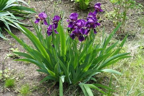 Bush of Iris germanica with deep purple flowers in mid May