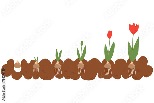 Stage of tulip growth.Stages of growth from bulb to adult flowering plant How flowers grow. 