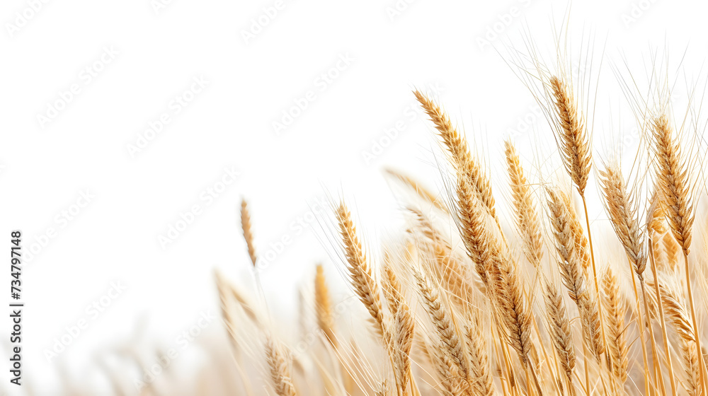 Fototapeta premium Golden wheat ears on white background with copy space